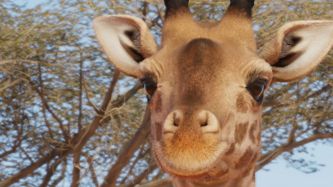 Girafe Masaï