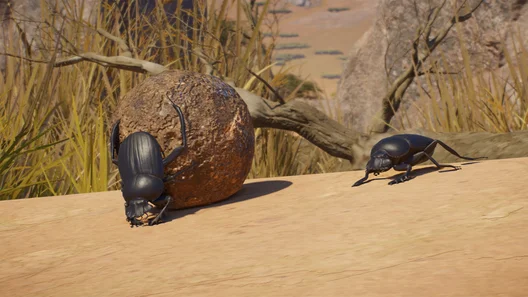 Sacred Scarab Beetle