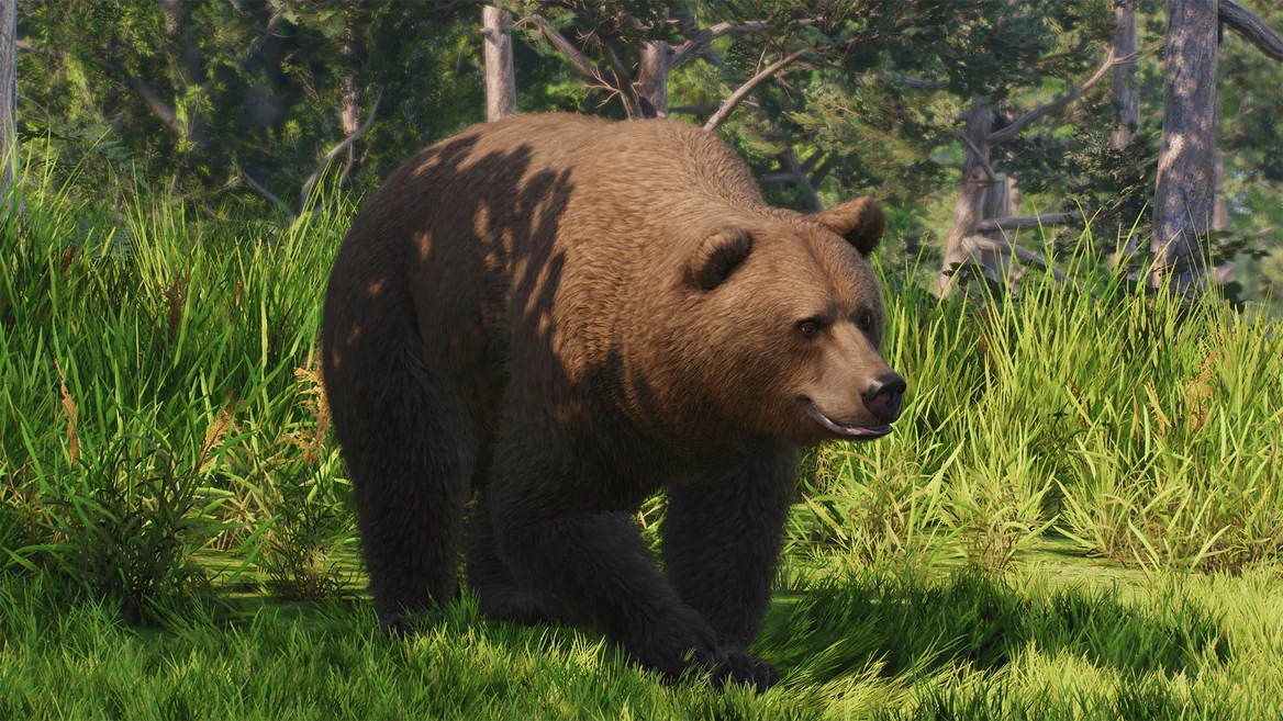 Ours brun d’Europe