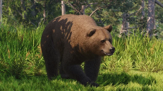 Eurasian Brown Bear