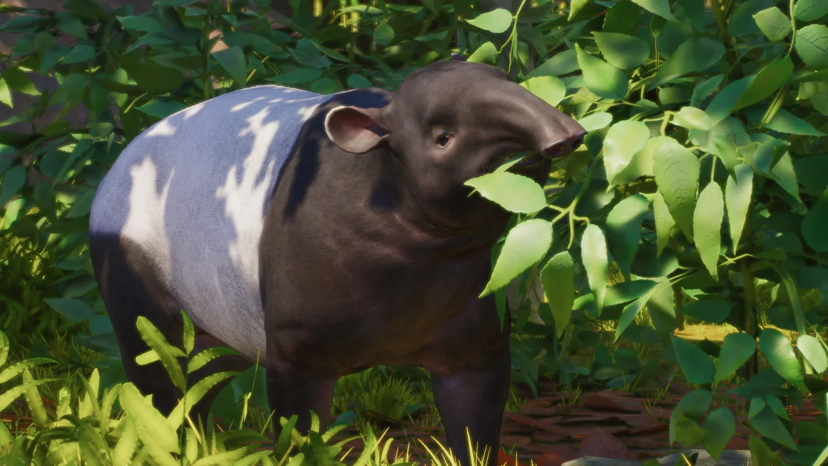 Tapir malayo