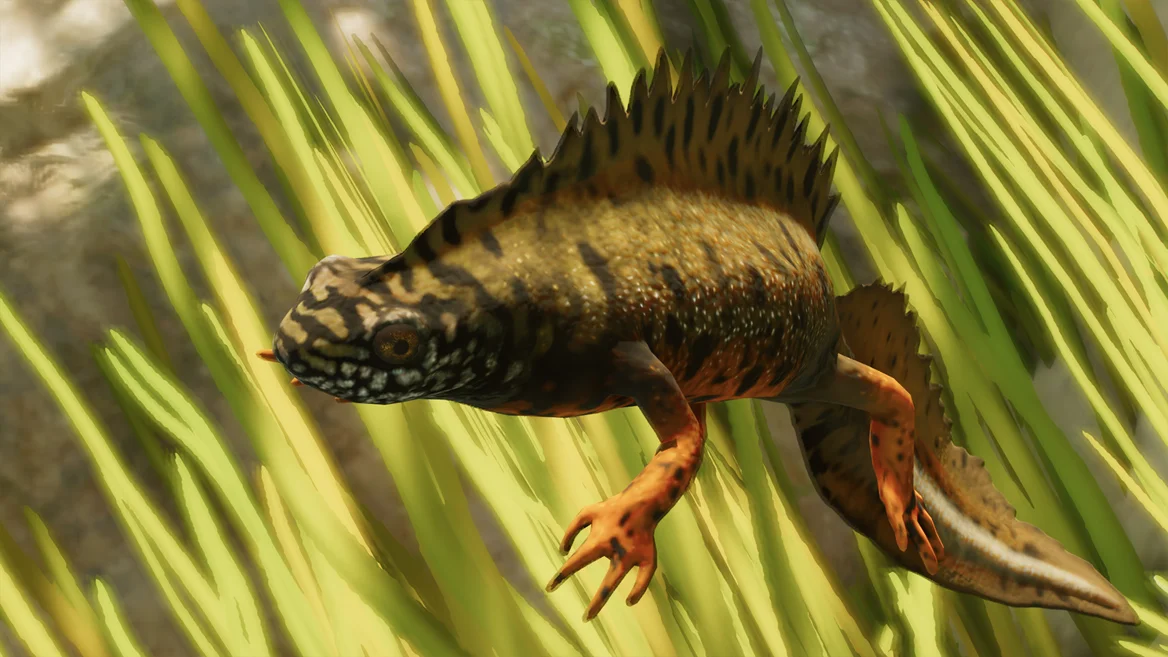 Triton crêté du Danube