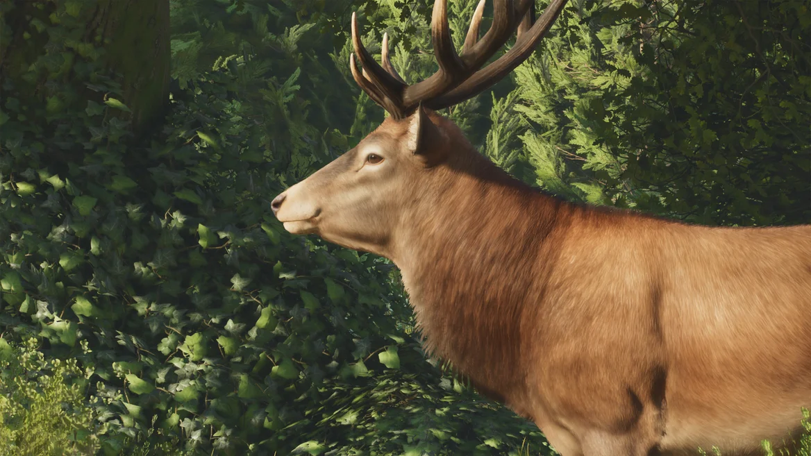 Cerf élaphe