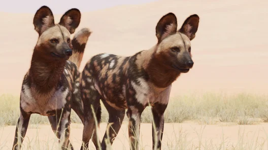 African Wild Dog