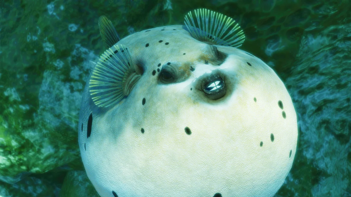 Poisson-ballon à taches noires