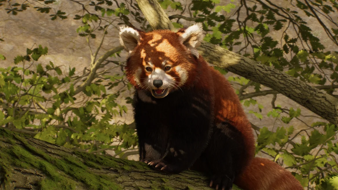 Panda roux