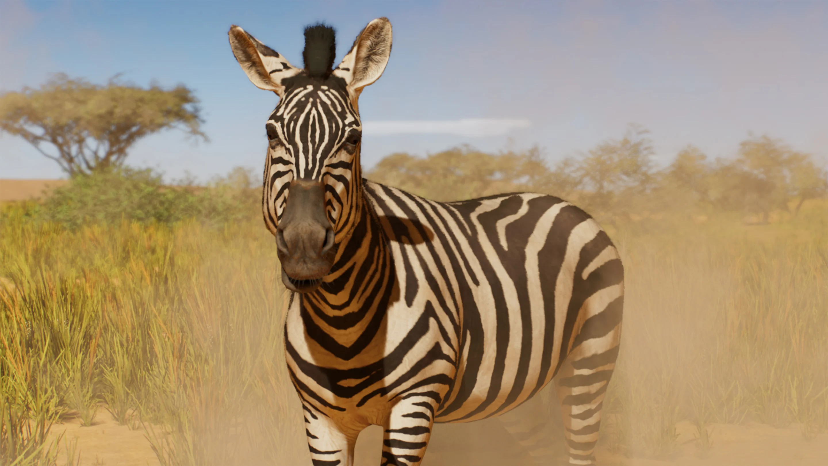 Plains Zebra