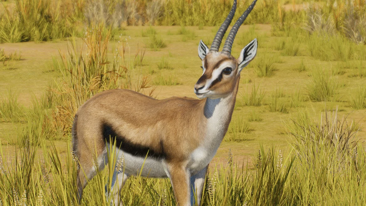 Gazelle de Thomson