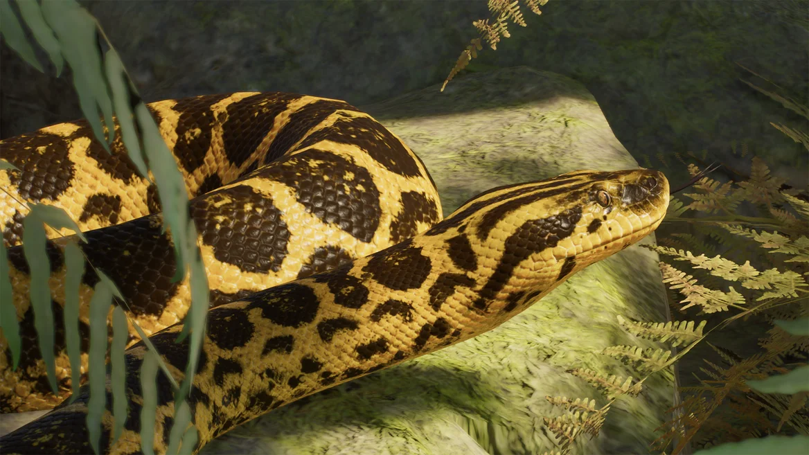 Anaconda amarilla