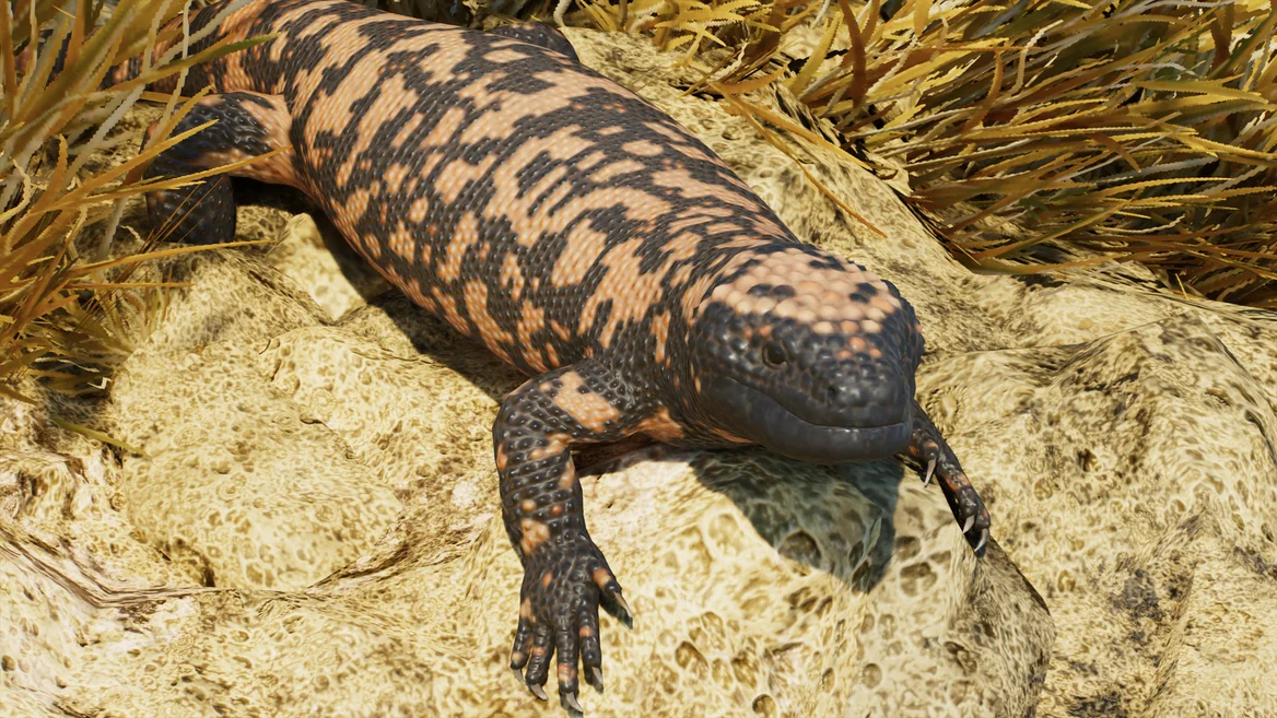 Monstre de Gila