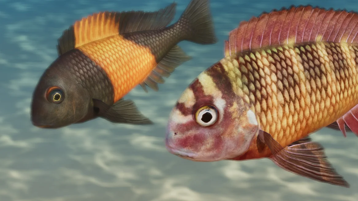 Tropheus moorii