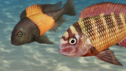 Blunthead Cichlid