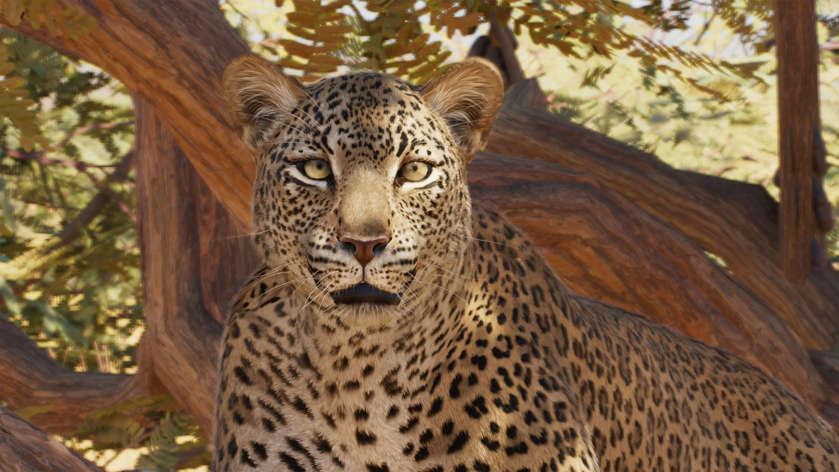 African Leopard - Zoopedia - Planet Zoo 2