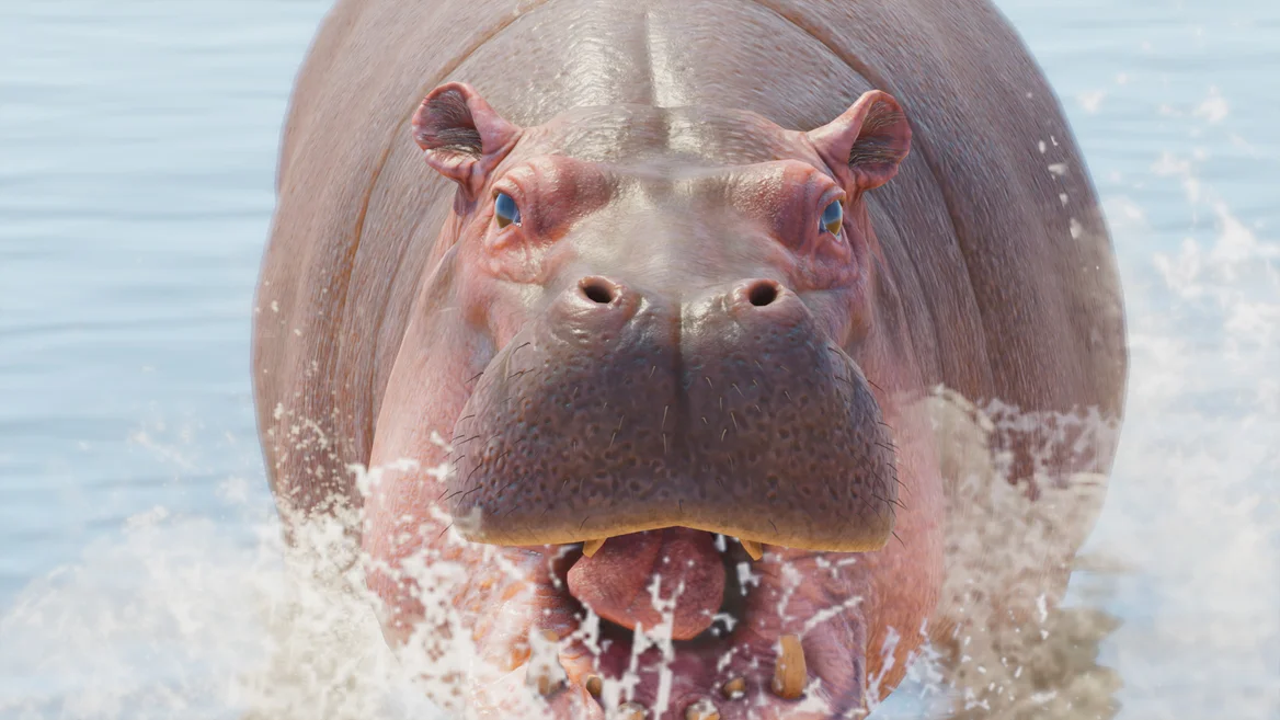 Hippopotame commun