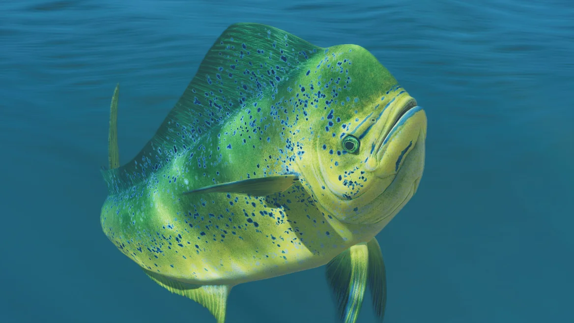 Dorade coryphène