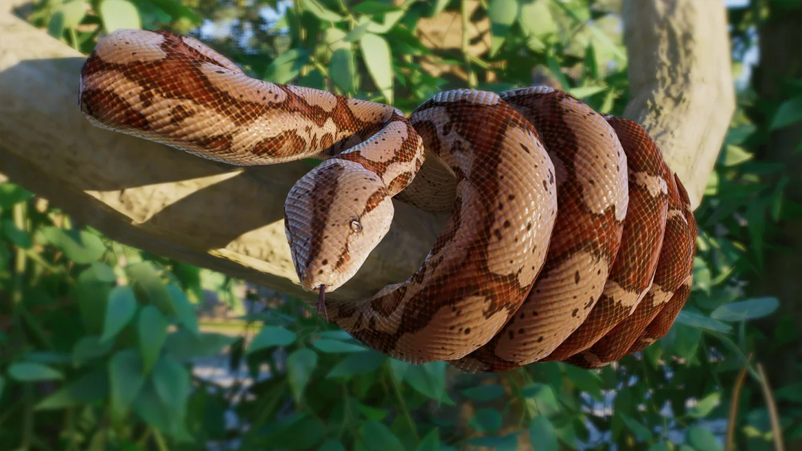 Boa constricteur