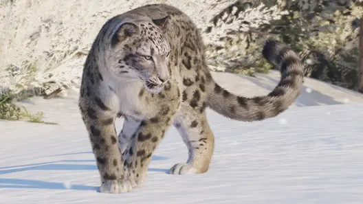 Snow Leopard in Planet Zoo 2