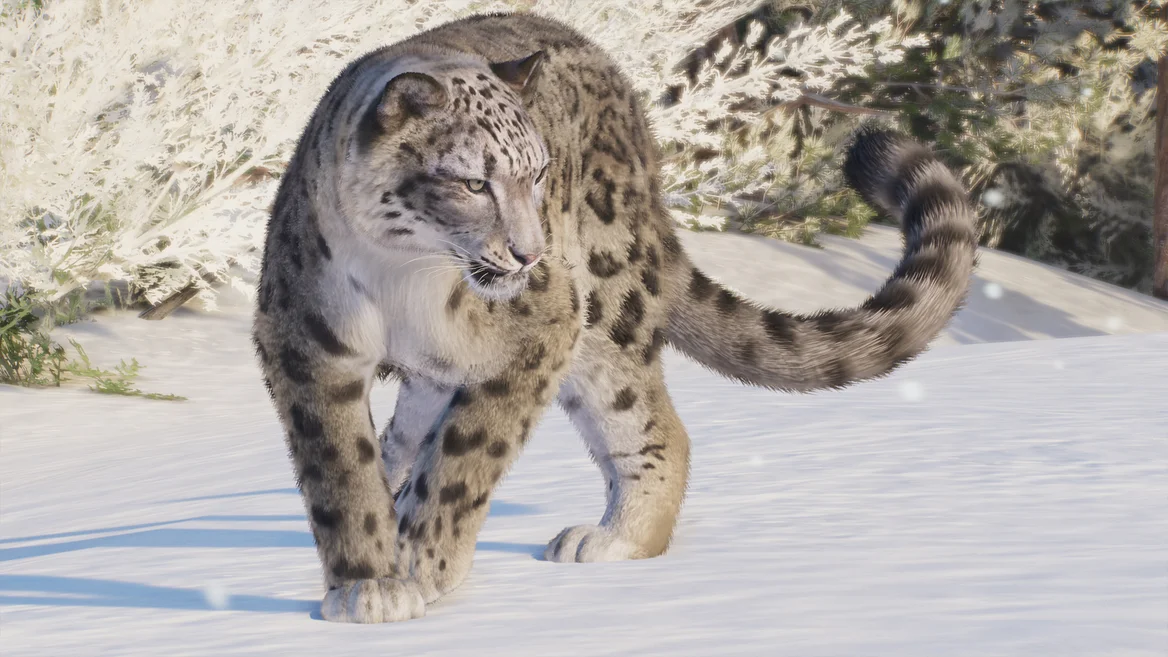 Snow Leopard