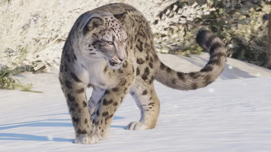 Snow Leopard