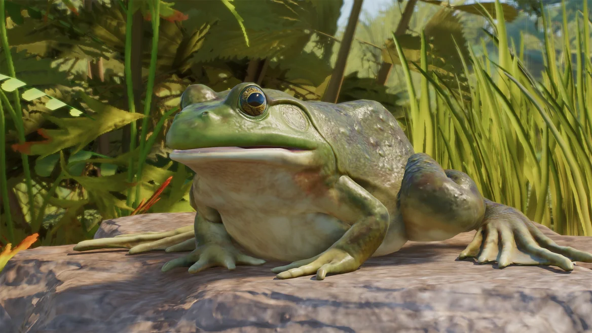 Grenouille-taureau