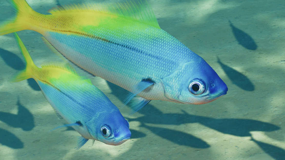 Fusilier bleu et or