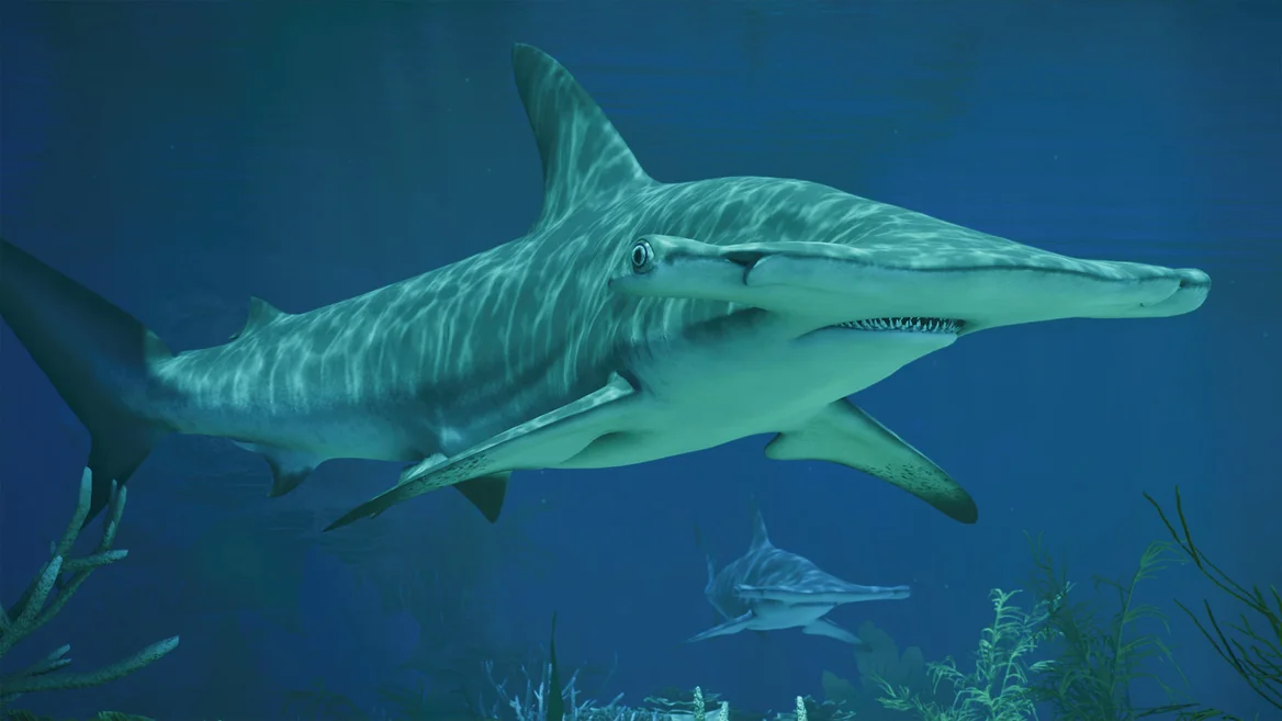 Grand requin-marteau
