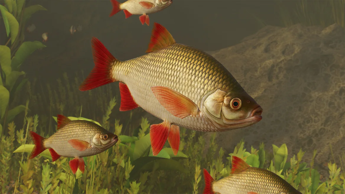 Scardola europea