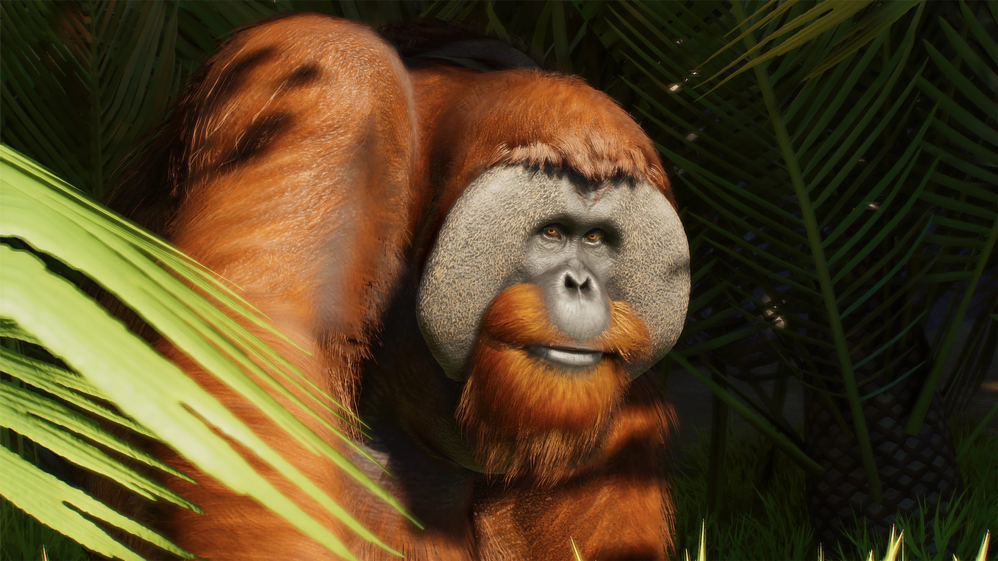 Sumatran Orangutan