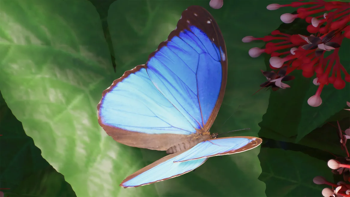 Morfo blu