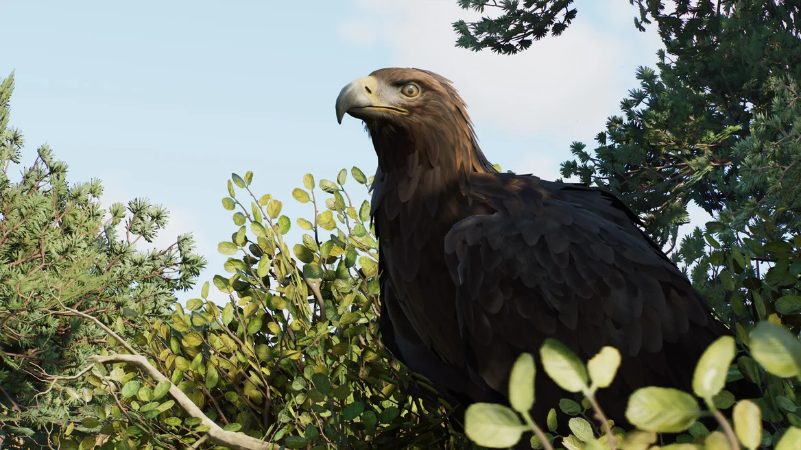 Aigle royal