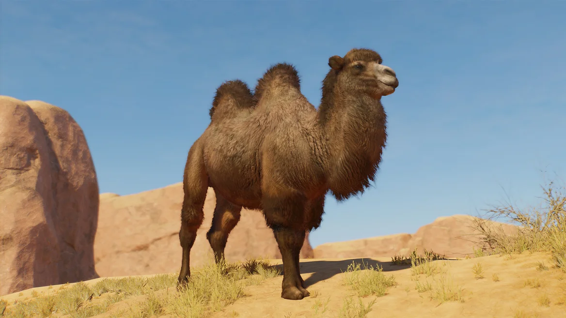 Bactrian Camel