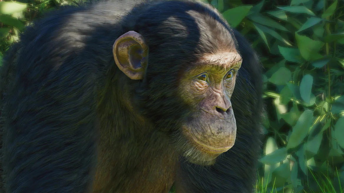 Chimpanzé verus
