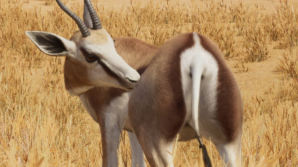 Springbok