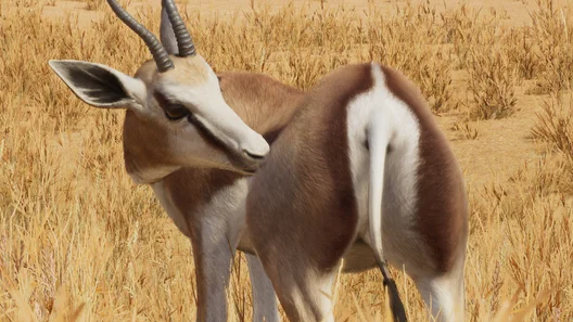 Springbok