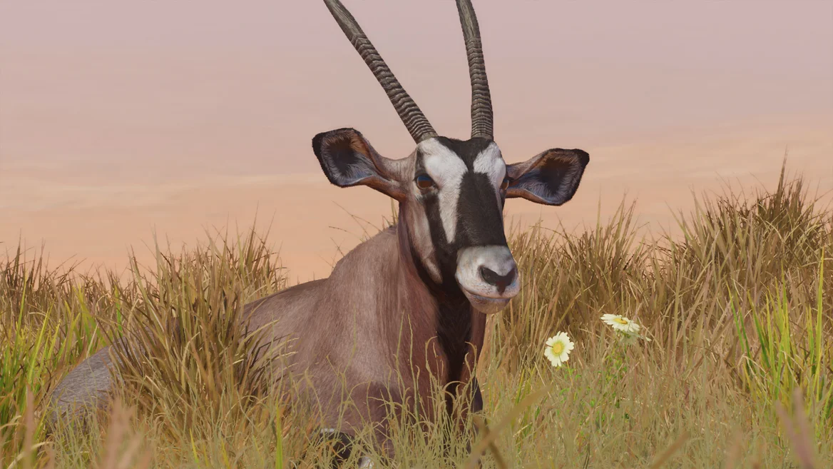 Oryx gazelle