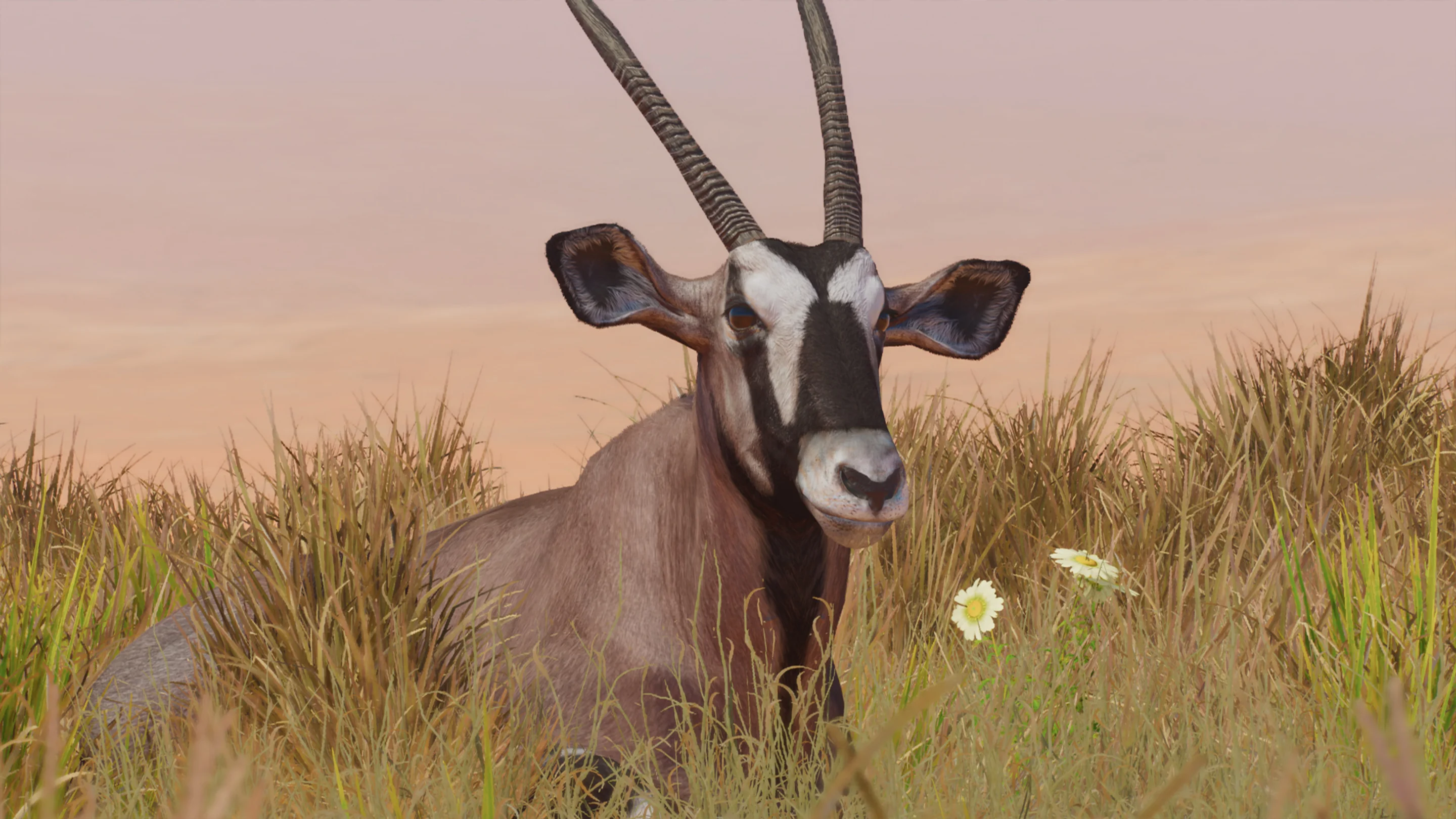 Gemsbok