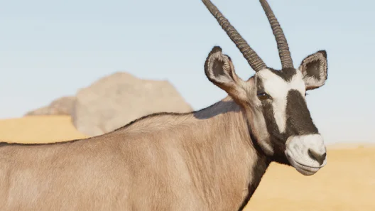 Gemsbok