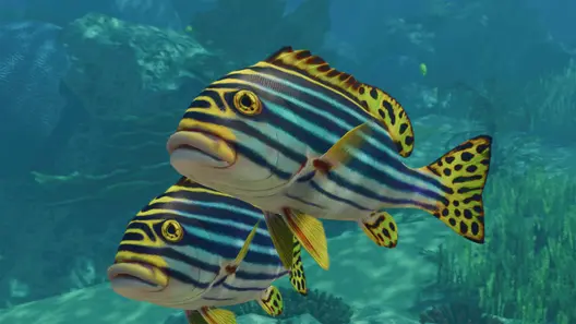 Indian Ocean Oriental Sweetlips in Planet Zoo 2