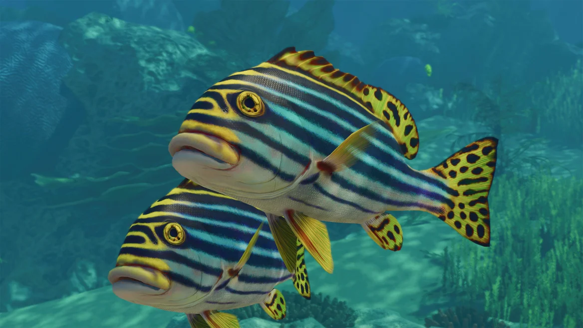 Indian Ocean Oriental Sweetlips