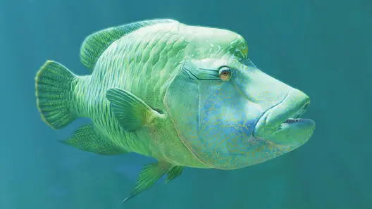 Humphead Wrasse in Planet Zoo 2