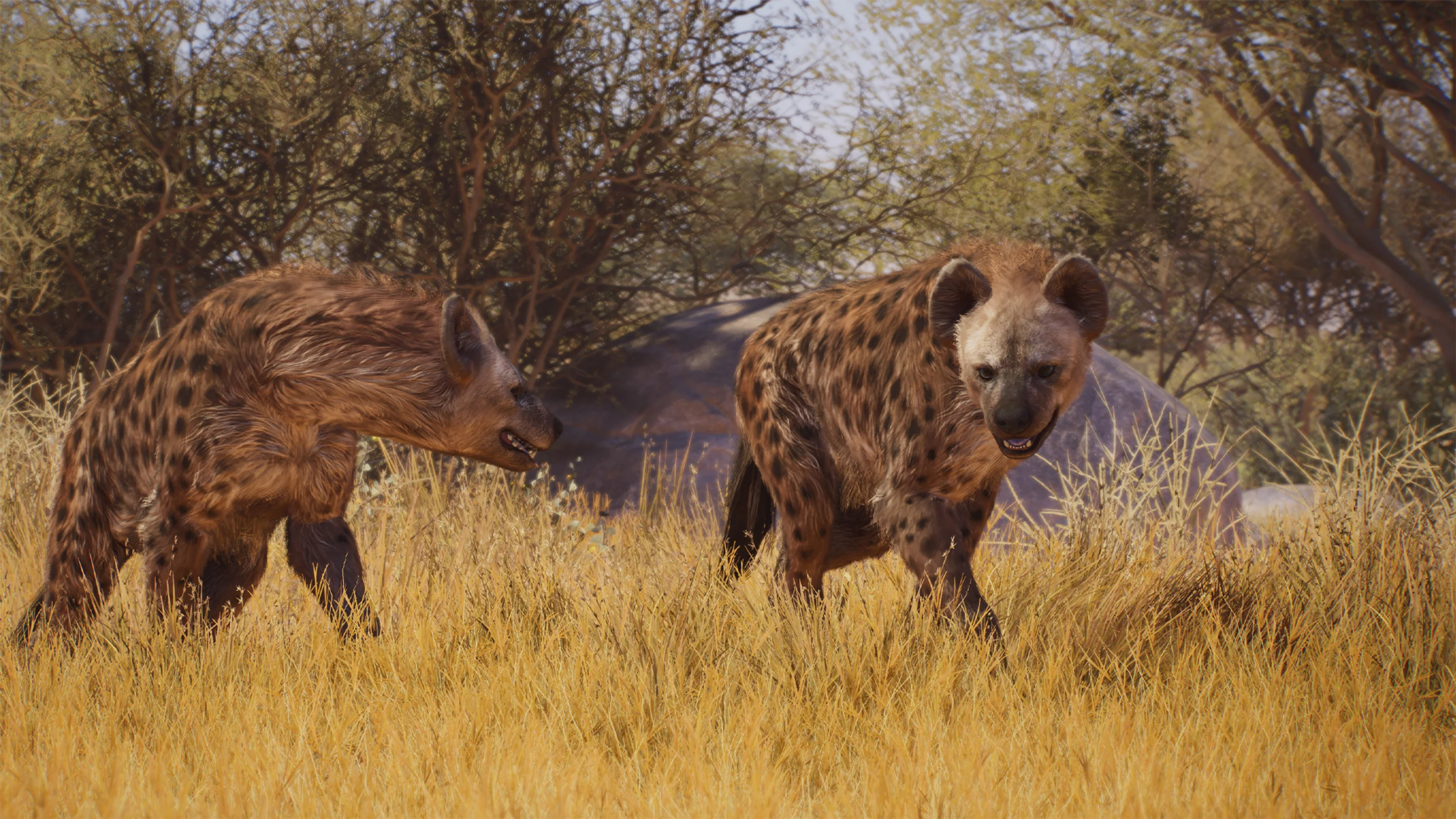 Spotted Hyena