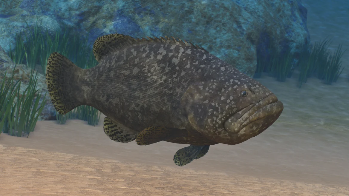 Giant Grouper