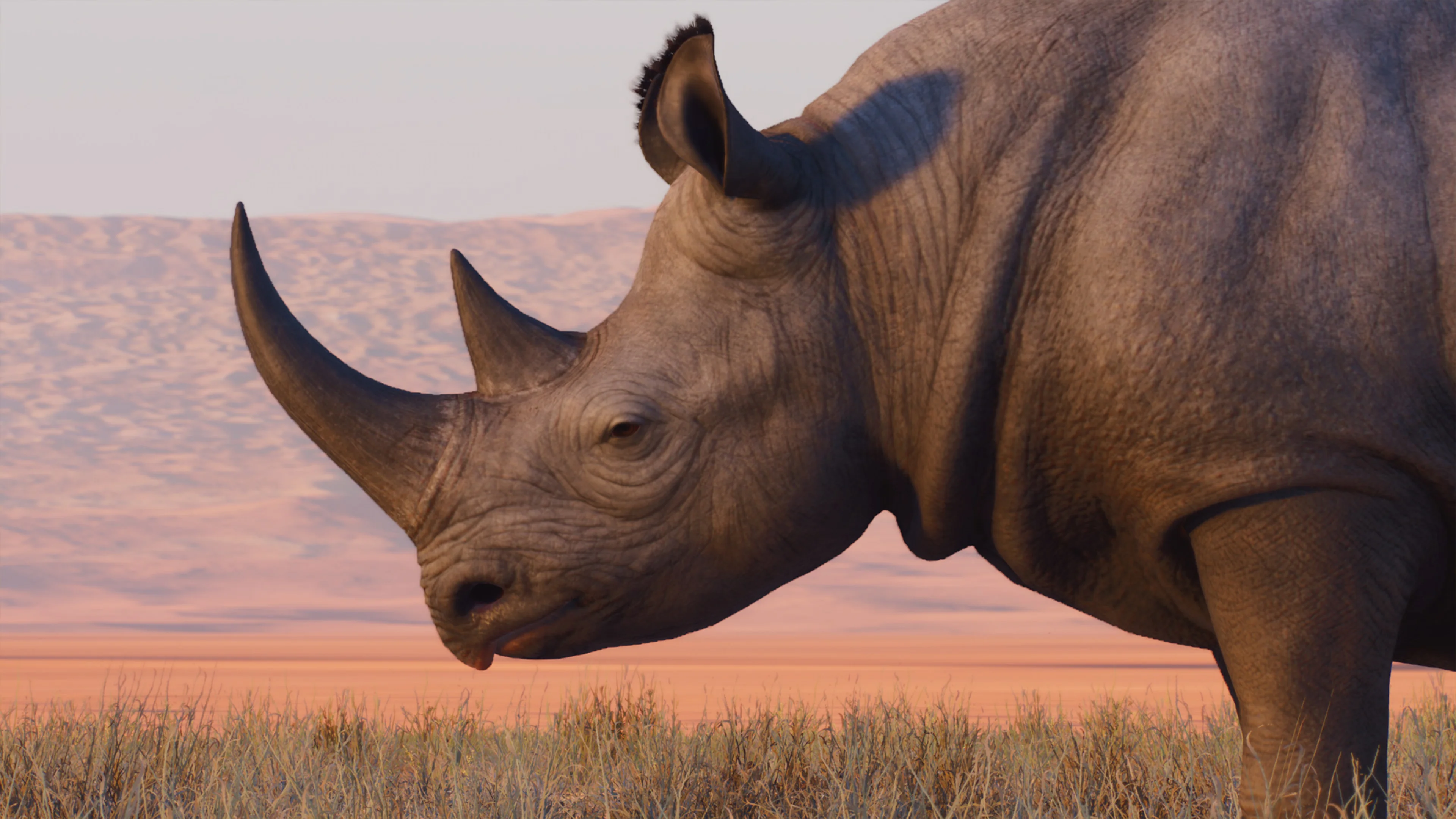 Spitzmaulnashorn
