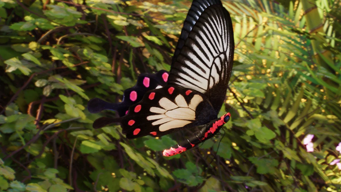 Pachliopta jophon