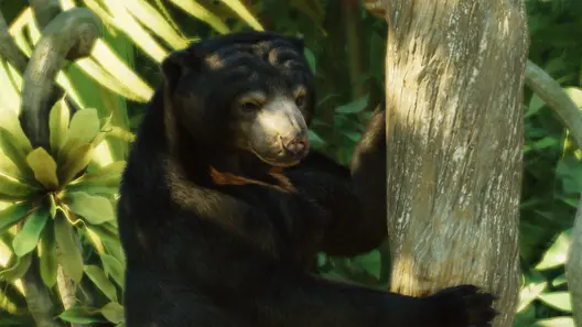 Sun Bear in Planet Zoo 2