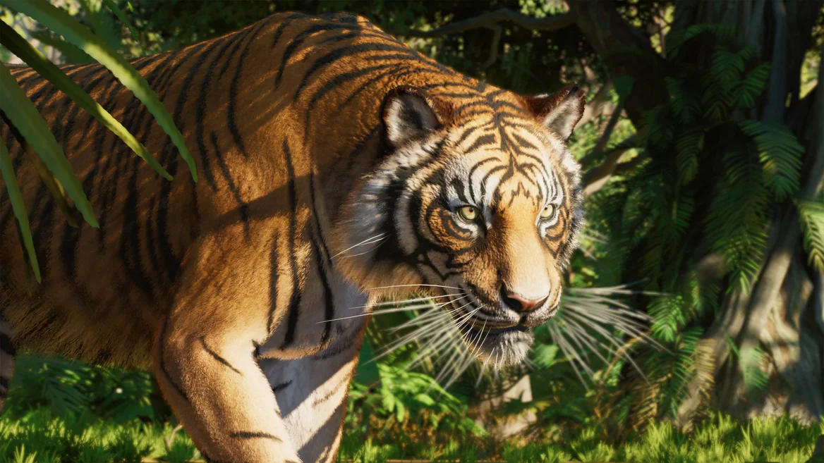 Tigre de Sumatra