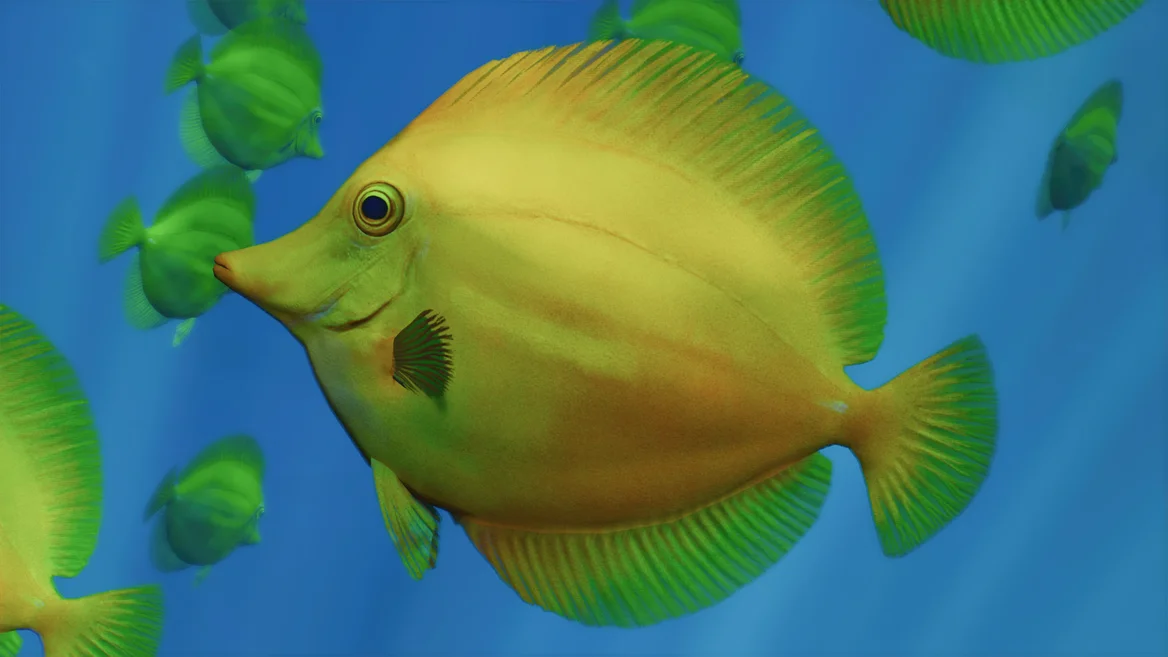 Chirurgien jaune