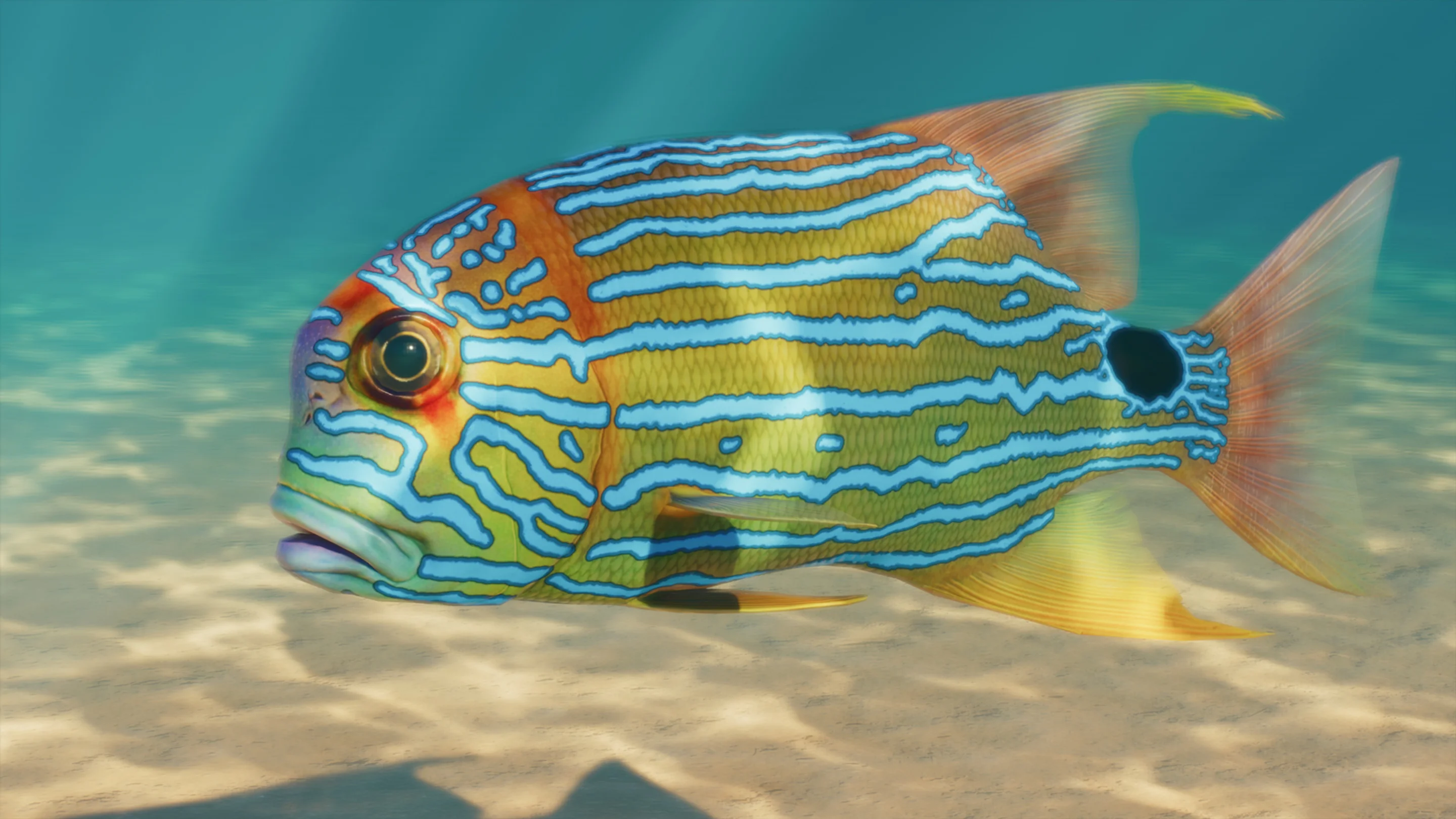 Lutiano blu e oro