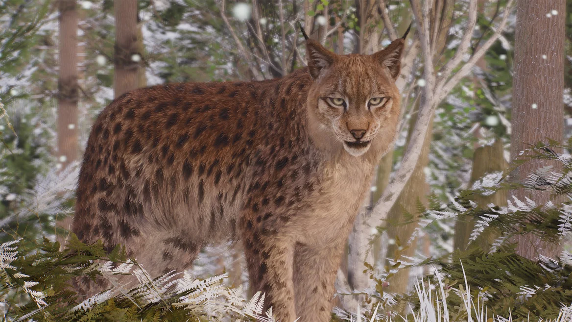 Lynx boréal
