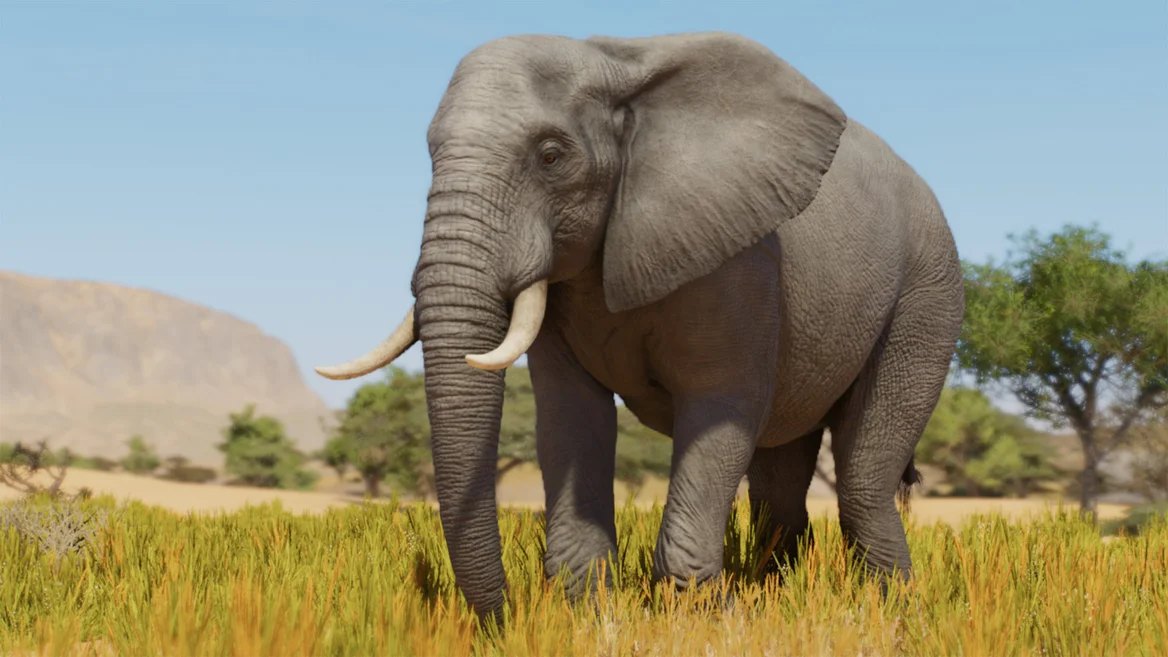 Éléphant de savane d’Afrique
